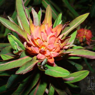 Wolfsmelk - Euphorbia griffithii 'Fireglow'