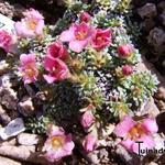 Saxifraga x polulacina 'Kathleen' - Steenbreek