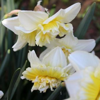 Narcissus 'Ice King'