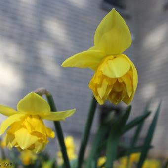 Narcissus 'Safina'