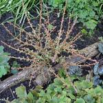 Larix kaempferi 'Blue Dwarf' - Dwerglarix, Heksenbezem