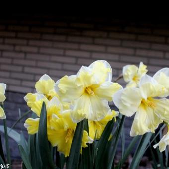 Narcissus 'Cassata'