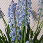 Muscari aucheri 'Blue magic' - Druifhyacint, Blauwe druifje