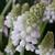 Muscari aucheri 'White Magic'