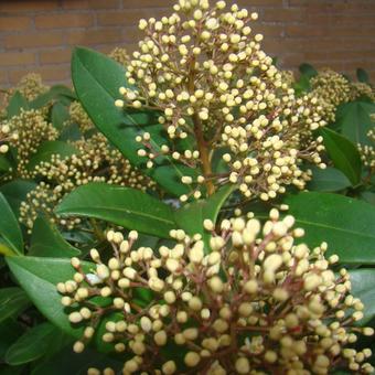 Skimmia japonica 'Madonna'