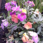 Erysimum linifolium 'Wenlock Beauty' - Steenraket