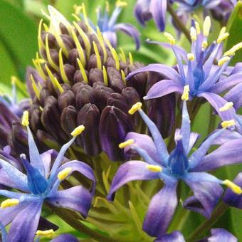 Scilla peruviana