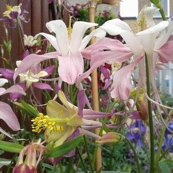 Aquilegia 'Mrs. Scott Elliott'