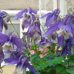 Aquilegia flabellata 'CAMEO Blue & White' - Akelei