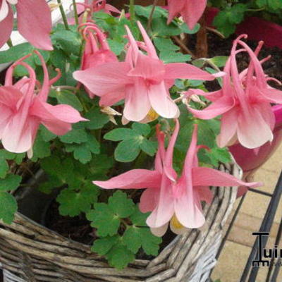 Akelei - Aquilegia flabellata 'CAMEO Pink & White'