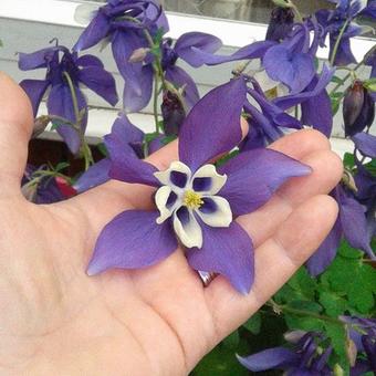 Aquilegia flabellata 'CAMEO Blue & White'