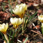 Crocus chrysanthus 'Cream Beauty' - Krokus