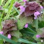 Lamium purpureum - Paarse dovenetel