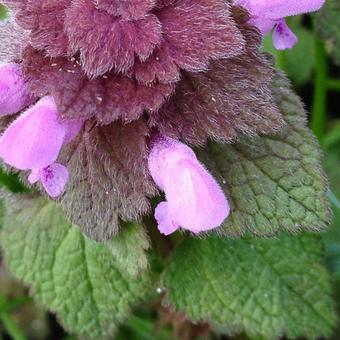 Lamium purpureum