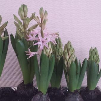 Hyacinthus orientalis 'Pink Pearl'