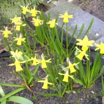 Narcissus 'Baby Boomer'