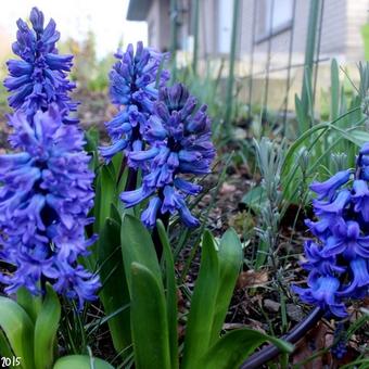 Hyacinthus orientalis 'Delft Blue'