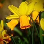 Narcissus 'Jetfire' - Narcis