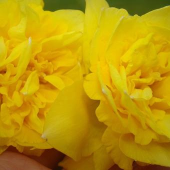 Narcissus 'Dick Wilden'