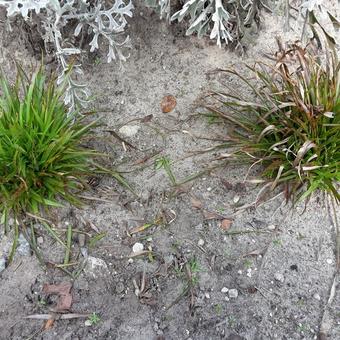 Luzula pilosa 'Igel'