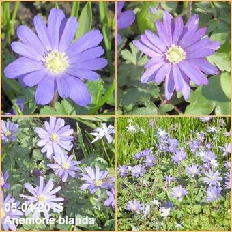 Anemone blanda