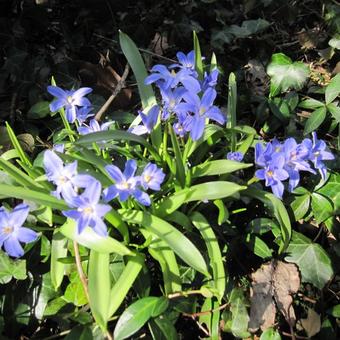 Scilla siberica