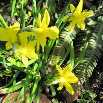 Narcissus 'Tête à tête'