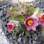 Pulsatilla vulgaris 'Rosea' - Wildemanskruid