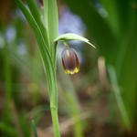 Fritillaria uva vulpis - Fritillaria