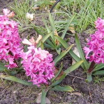 Hyacinthus 'Fondant'