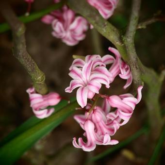 Hyacinthus 'Fondant'