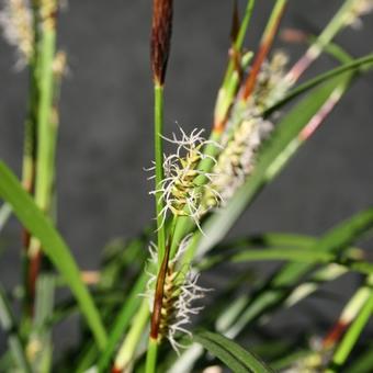 Carex morrowii ‘Irish Green’