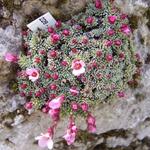 Saxifraga x poluluteo-purpurea 'Sázava' - Steenbreek