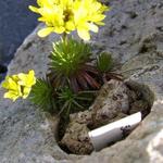 Draba dedeana subsp. mawii - Geel hongerbloempje