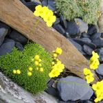 Draba rigida - Geel hongerbloempje