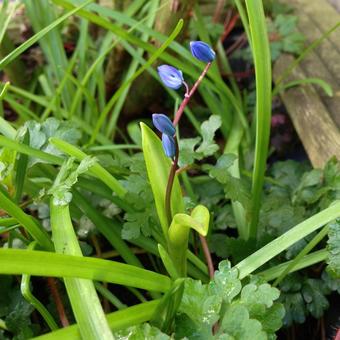 Scilla siberica 'Spring Beauty'