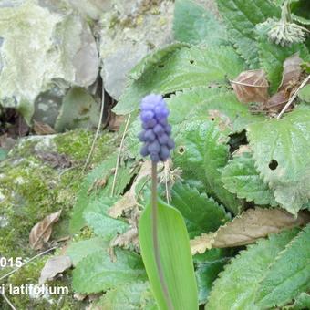 Muscari latifolium