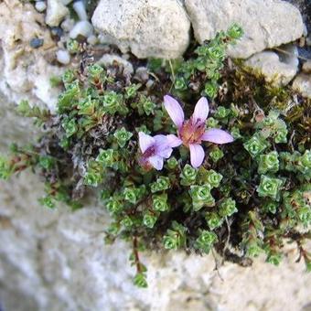 Saxifraga oppositifolia 'Col du Pourtalet'