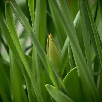 Tulipa