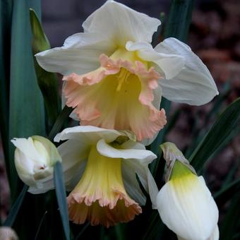 Narcissus 'British Gamble'