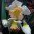 Narcissus 'British Gamble'