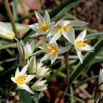 Tulipa turkestanica