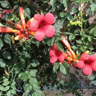 Campsis x tagliabuana 'Madame Galen' - Trompetklimmer