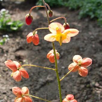 Epimedium x warleyense 'Orangekonigin'