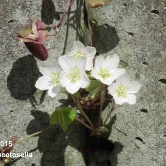 Oxalis acetosella