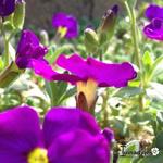 Aubrieta gracilis 'KITTE Purple' - Randjesbloem