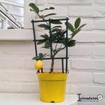 Citrus limon x Citrus fortunella - Lemonquat