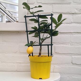 Citrus limon x Citrus fortunella