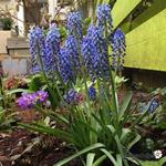 Muscari 'Big Smile' - Blauwe druifjes