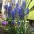 Muscari 'Big Smile'